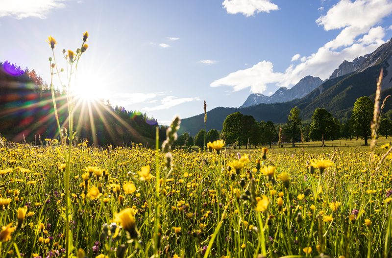 Bild der österreichischen Alpen